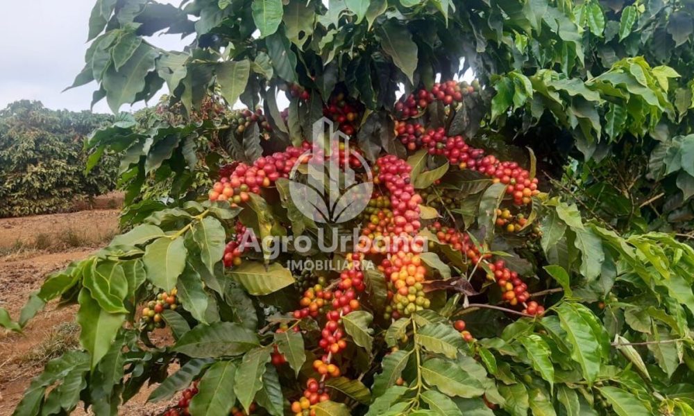 WhatsApp Image 2025-04-05 at 15.12.57 (3)