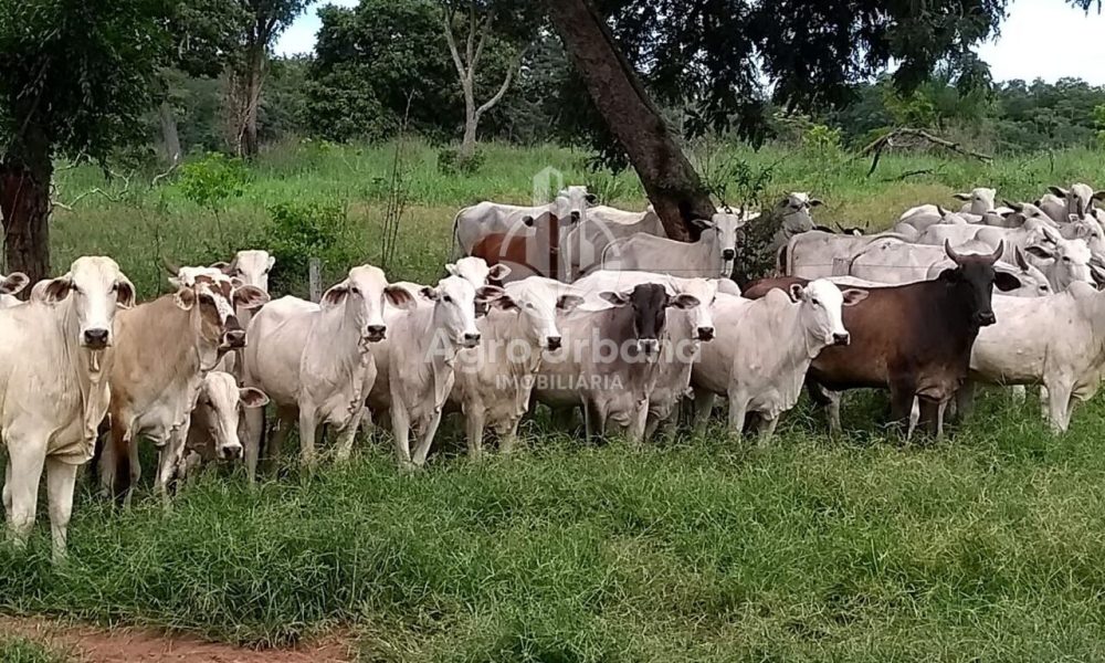 WhatsApp Image 2025-04-05 at 15.14.06