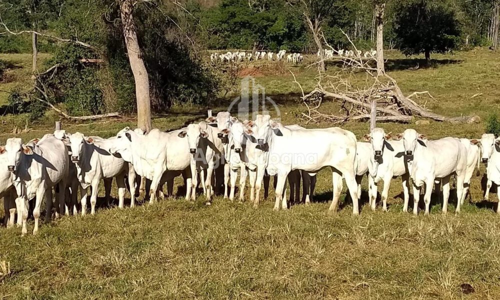 WhatsApp Image 2025-04-05 at 15.14.08 (3)