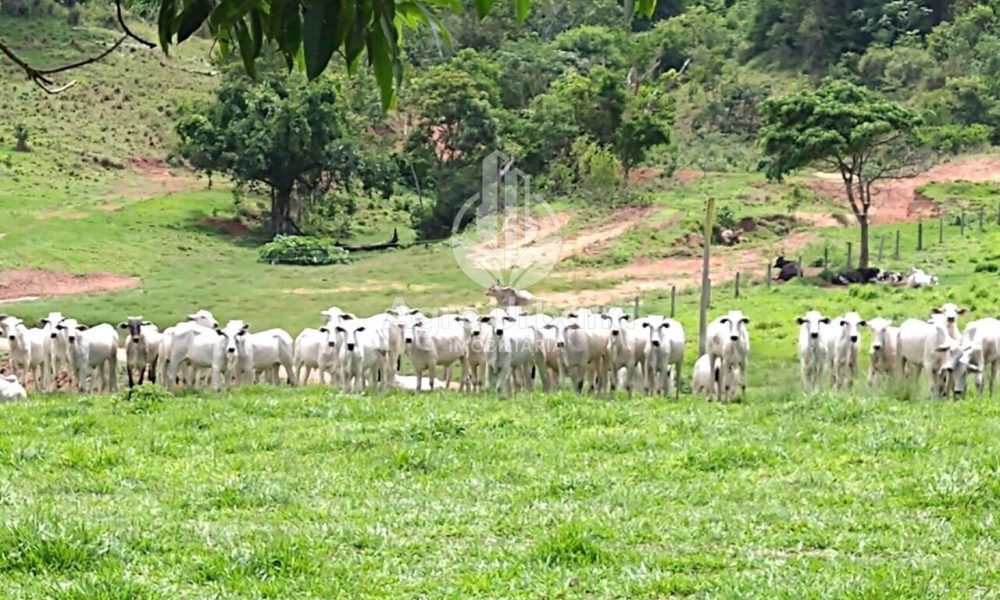 WhatsApp Image 2025-04-05 at 15.14.09 (2)