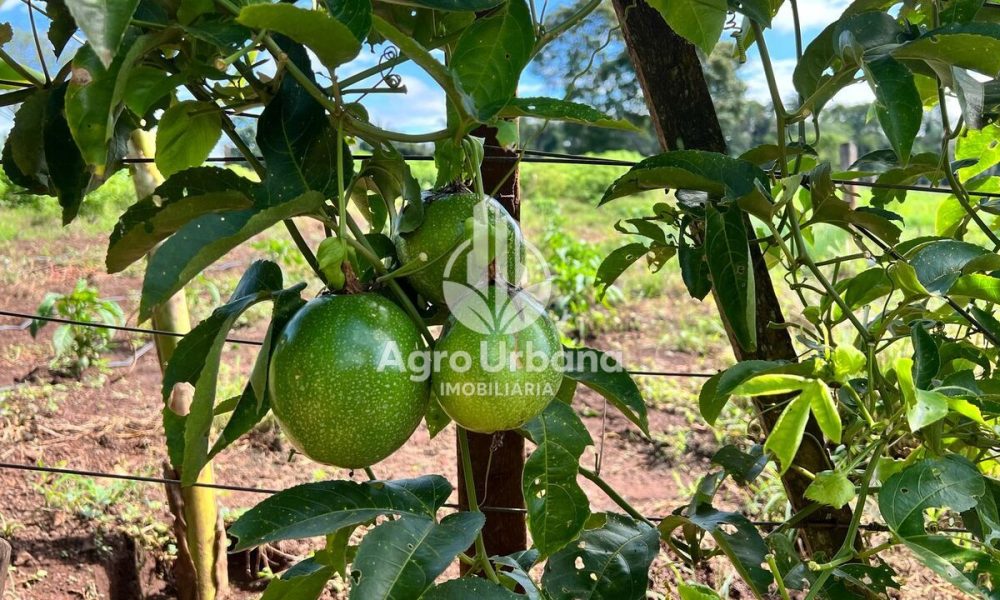 WhatsApp Image 2025-04-09 at 13.07.34 (2)