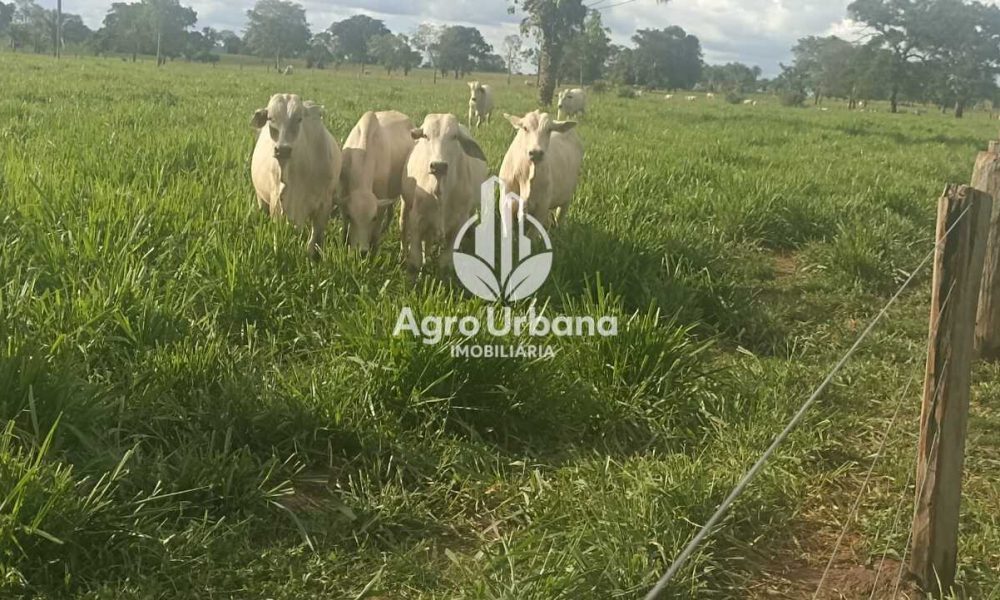 WhatsApp Image 2025-04-18 at 10.37.27 (1)