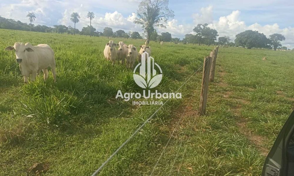 WhatsApp Image 2025-04-18 at 10.37.27 (4)